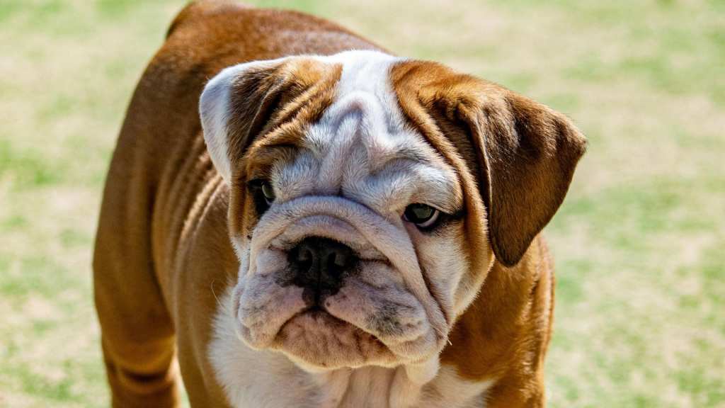 Bulldog