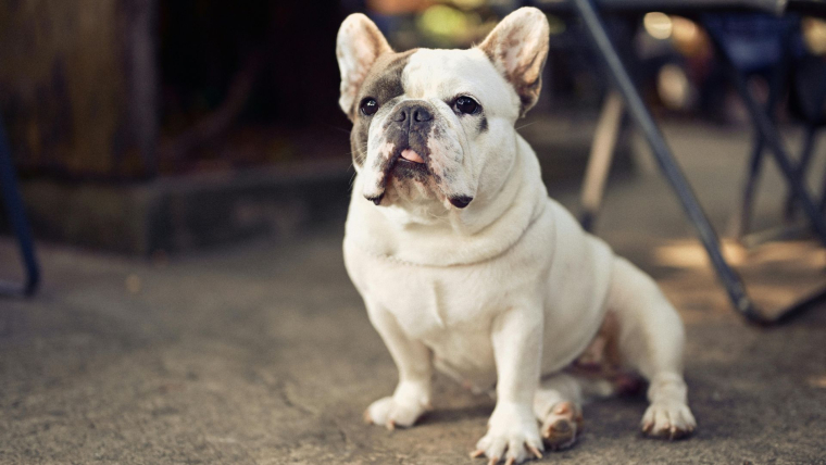 French Bulldog