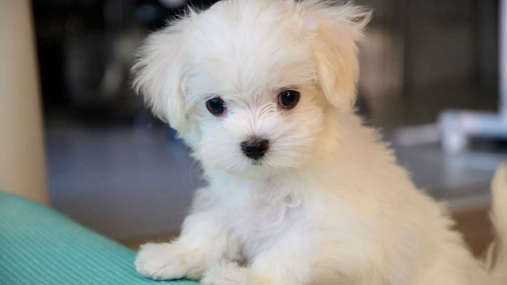 Maltese