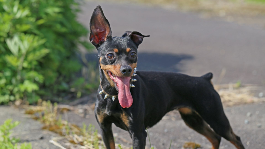Miniature Pinscher