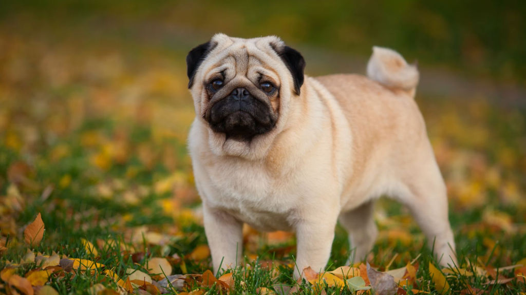 Mops